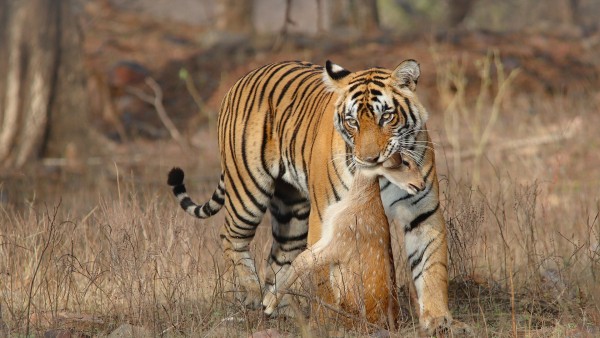J1S3I129